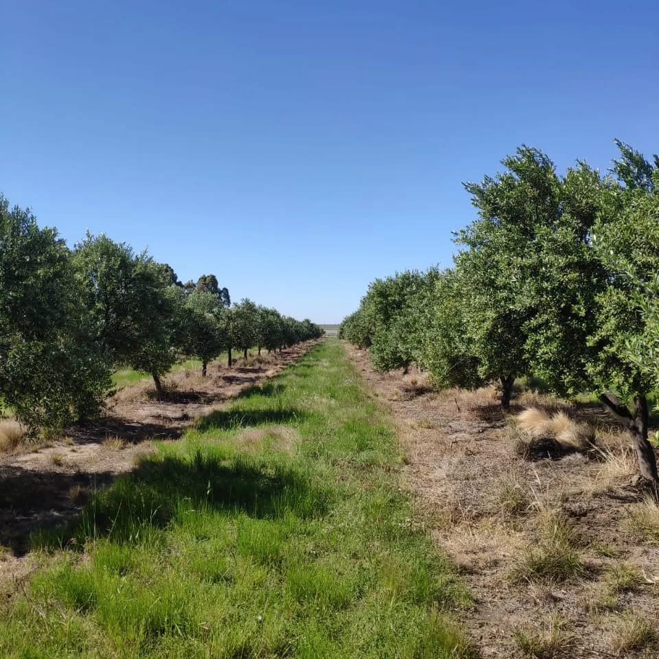 Aceite de oliva virgen extra Doña Mirta