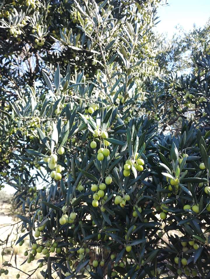 Aceite de oliva Doña Mirta