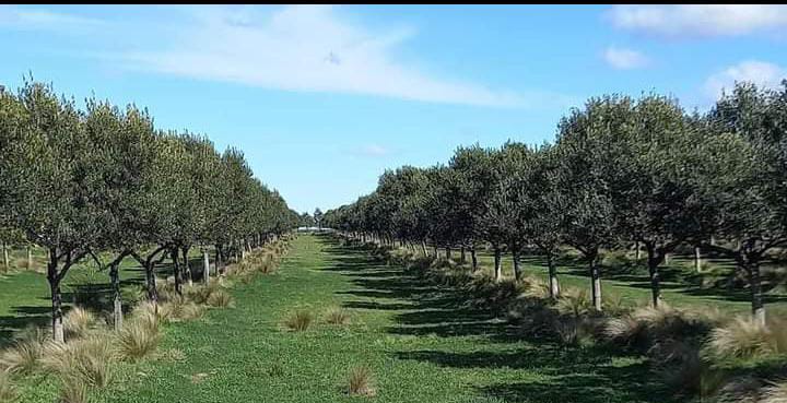 Proceso de producción de aceite de oliva
